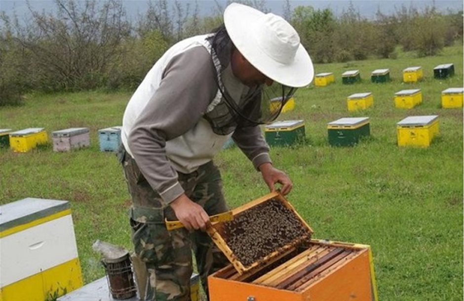 Στα 12 ευρώ η κυψέλη για 29 μελισσοκομικούς συνεταιρισμούς 